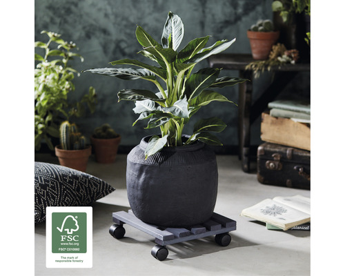 Plantă de interior într-un ghiveci pe un suport cu rotile și sigiliul FSC