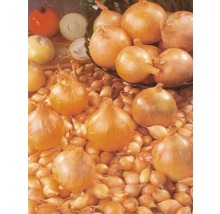 Cepe și semințe de ceapă pe o grămadă