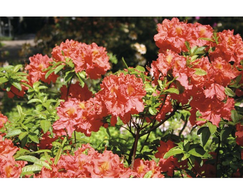 Azalee/Rododendron FloraSelf Rhododendron luteum H 30-40 cm Co 5 L roșu