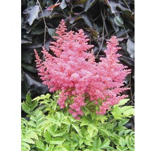Astilbe cu flori roz și frunze verzi