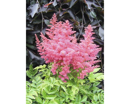 Astilbe cu flori roz și frunze verzi