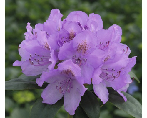 Azalee lila FloraSelf Rhododendron Hybride H 30-40 cm