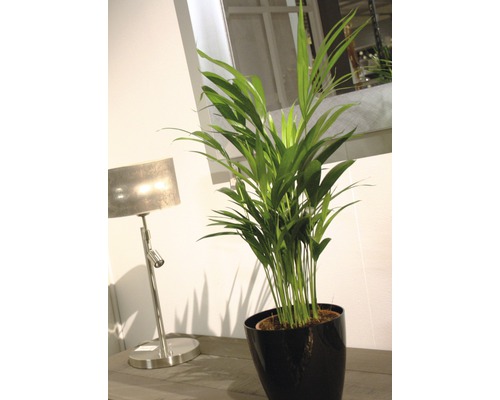 Planta de interior palmier Areca în ghiveci lângă lampă de masă