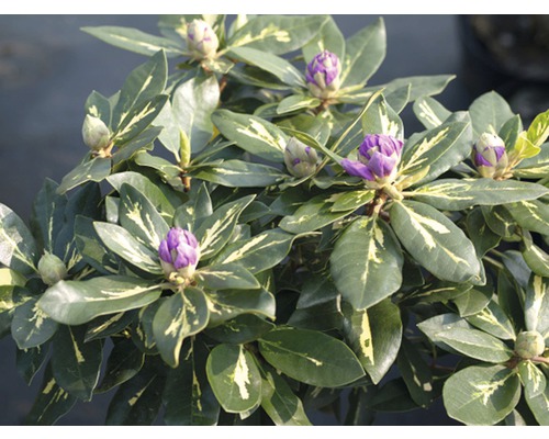 Rododendron cu boboci de flori violet și frunze verzi