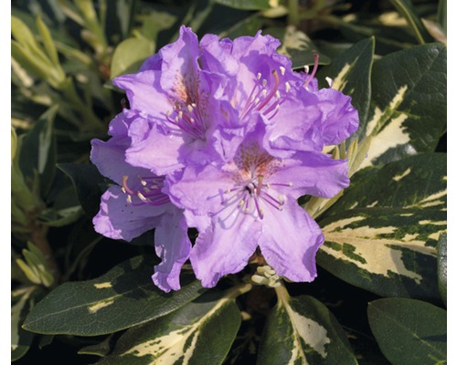 Azalee/Rododendron FloraSelf Rhododendron Hybride 'Goldflimmer' H 30-40 cm Co 5 L Azalee/Rododendron FloraSelf Rhododendron Hybride 'Goldflimmer' H 30-40 cm Co 5 L