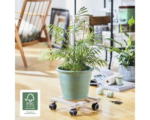 Plantă de interior într-un ghiveci pe o rolă pentru plante cu roți și sigiliu FSC