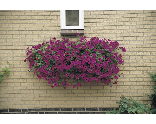 Petunii mov într-o jardinieră pe un zid de cărămidă