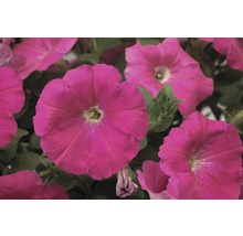 Petunia FloraSelf Petunia x atkinsiana ghiveci Ø 10,5 cm