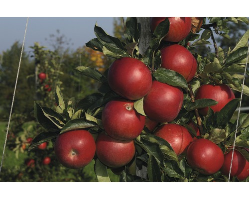 Bio Pom fructifer măr FloraSelf Bio Malus domestica 'Jonagold' H 120-150 cm Co 7,5 L