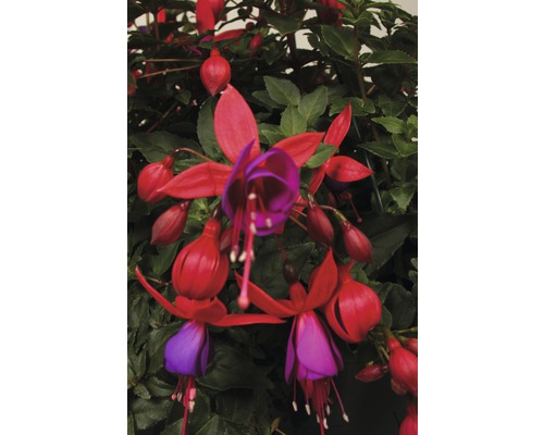 Fuchsia înflorită cu flori roșii și violet