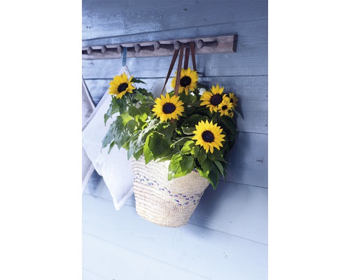 Floarea-soarelui într-un coș pe un perete cu suport pentru haine