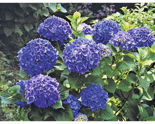 Hortensie FloraSelf Hydrangea macrophylla H 20 cm ghiveci | HORNBACH