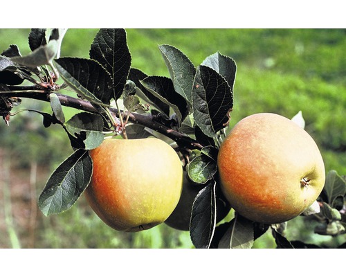 Pom fructifer măr FloraSelf Malus domestica 'James Grieve' H 150-180 cm Co 6 L