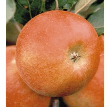 Pom fructifer măr FloraSelf Malus domestica 'Elstar' H 150-180 cm Co 6 L-thumb-0