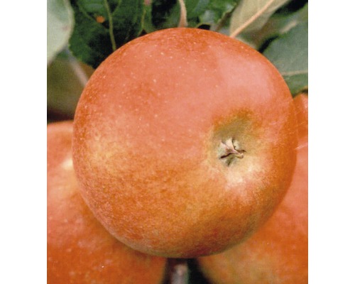 Bio Pom fructifer măr FloraSelf Bio Malus domestica 'Elstar' H 130-150 cm Co 7,5 L