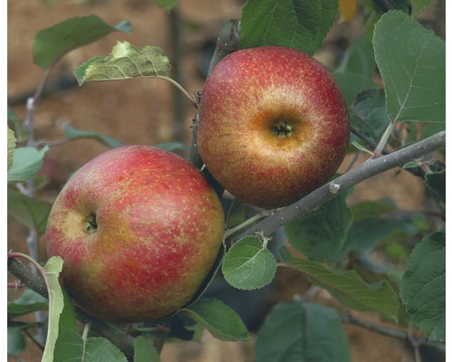 Bio Pom fructifer măr FloraSelf Bio Malus domestica 'Red Boskoop' H 120-150 cm Co 7,5 L