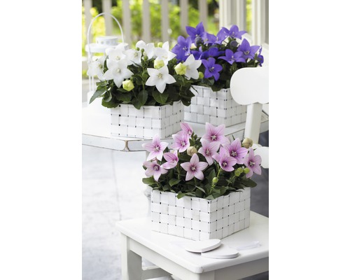 Trei coșuri cu flori balon pe o masă albă.