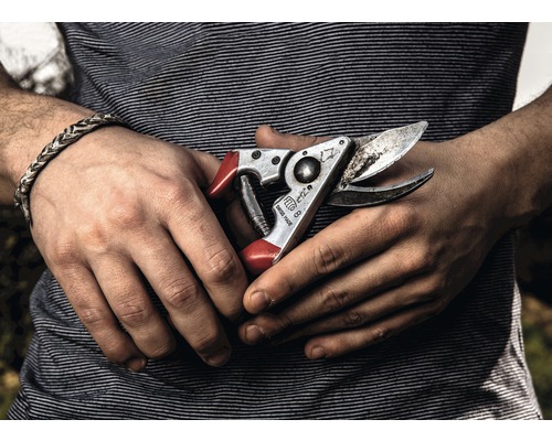 Prim-plan al unei mâini cu un foarfece de grădină Felco 8