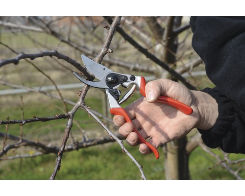 Grădinărit: Persoană tăind o ramură cu o foarfecă de grădină