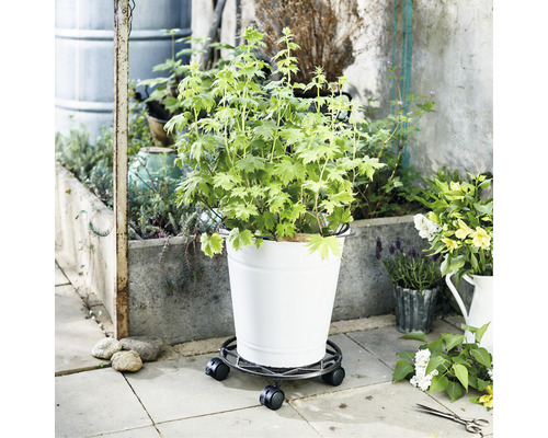 Plantă într-o găleată pe un suport cu rotile pentru exterior.