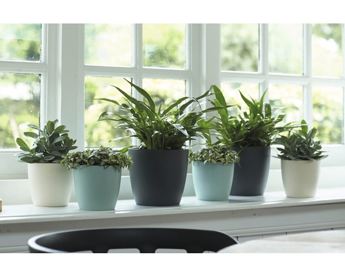 Mai multe plante de interior în ghivece pe un pervaz