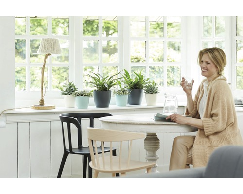 Interior luminos cu masă, scaune, plante de interior și decorațiuni