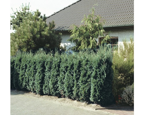 Gard viu în fața unei case