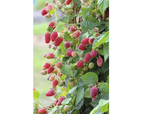 Plantă de zmeură cu fructe coapte și necoapte pe spalier