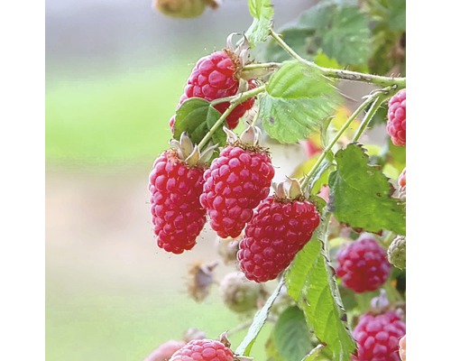 Rubus fruticosus 'Tayberry' FloraSelf/ Mur-Zmeur Tayberry, H 60-80 cm, Co 2 L