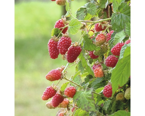 Zmeură cu fructe coapte și necoapte