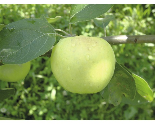 Bio Pom fructifer măr alb clar FloraSelf Bio Malus domestica H 120-150 cm Co 7,5 L