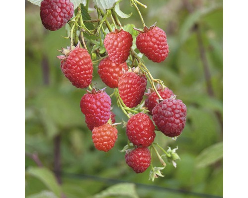 Zmeură pe un arbust