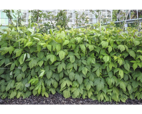 Plantă de zmeură densă cu frunze verzi în grădină.