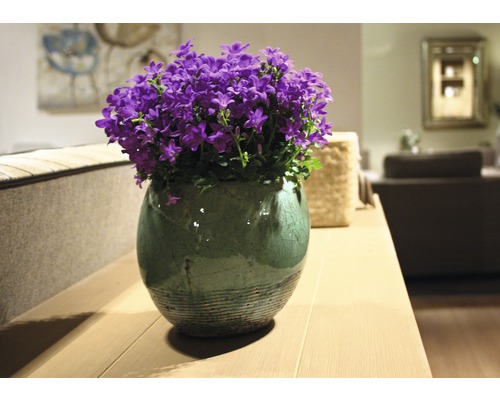 Clopoței într-un ghiveci pe o masă