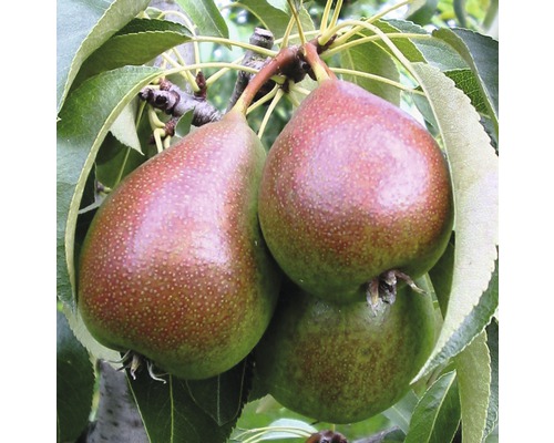 Bio Pom fructifer păr FloraSelf Bio Pyrus communis 'Gute Luise' H 130-150 cm Co 7,5 L