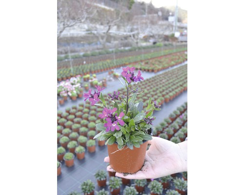 Floarea de Paiștină în ghiveci