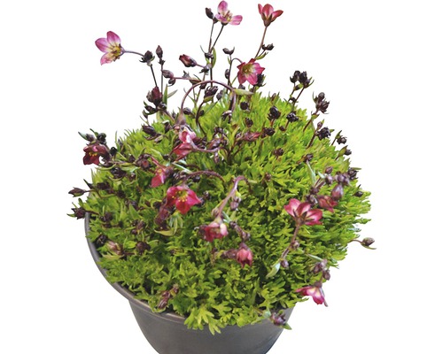 Saxifragă cu flori în ghiveci