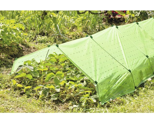 Plante sub un tunel de folie în grădină.