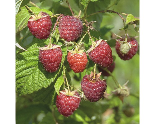 Rubus idaeus 'Zefa3 Herbsternte' FloraSelf/ Zmeur de toamă, H 40-60 cm, Co 2 L Zmeură pe ramură