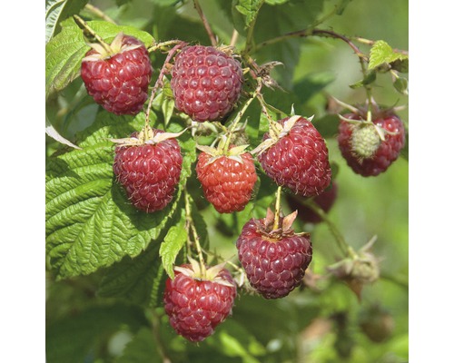 Rubus idaeus 'Zefa3 Herbsternte' FloraSelf/ Zmeur de toamă, H 40-60 cm, Co 2 L-0