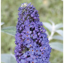 Prim-plan cu o floare albastră de liliac de vară