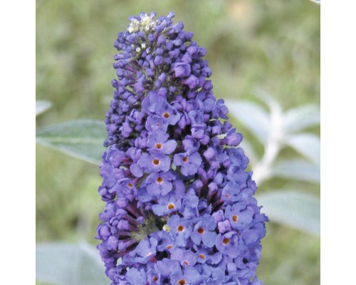 Prim-plan cu o floare albastră de liliac de vară