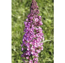 Prim-plan cu o floare de liliac de vară