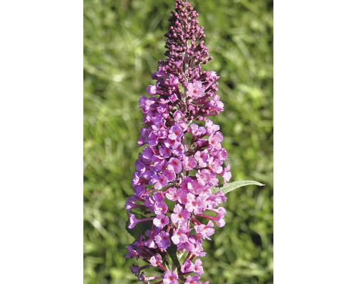 Prim-plan cu o floare de liliac de vară