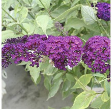 Arbore de fluturi cu flori violete și frunze verzi.