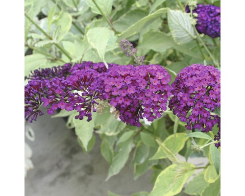 Arbore de fluturi cu flori violete și frunze verzi.