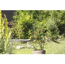 Floraself Suport tomate, turn, 150 x 30 cm-thumb-2