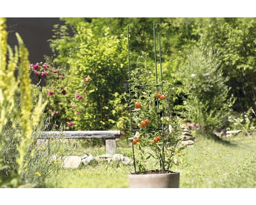 Plantă de tomate cu suport de creștere în grădină