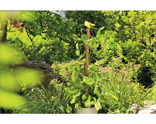 Plantă Syngonium în ghiveci cu suport de cățărare în grădină