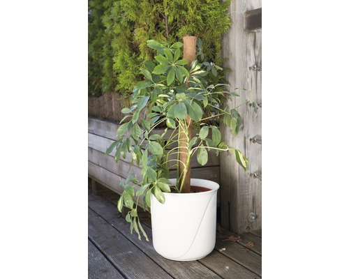 Plantă de interior Schefflera în jardinieră cu suport de cățărare